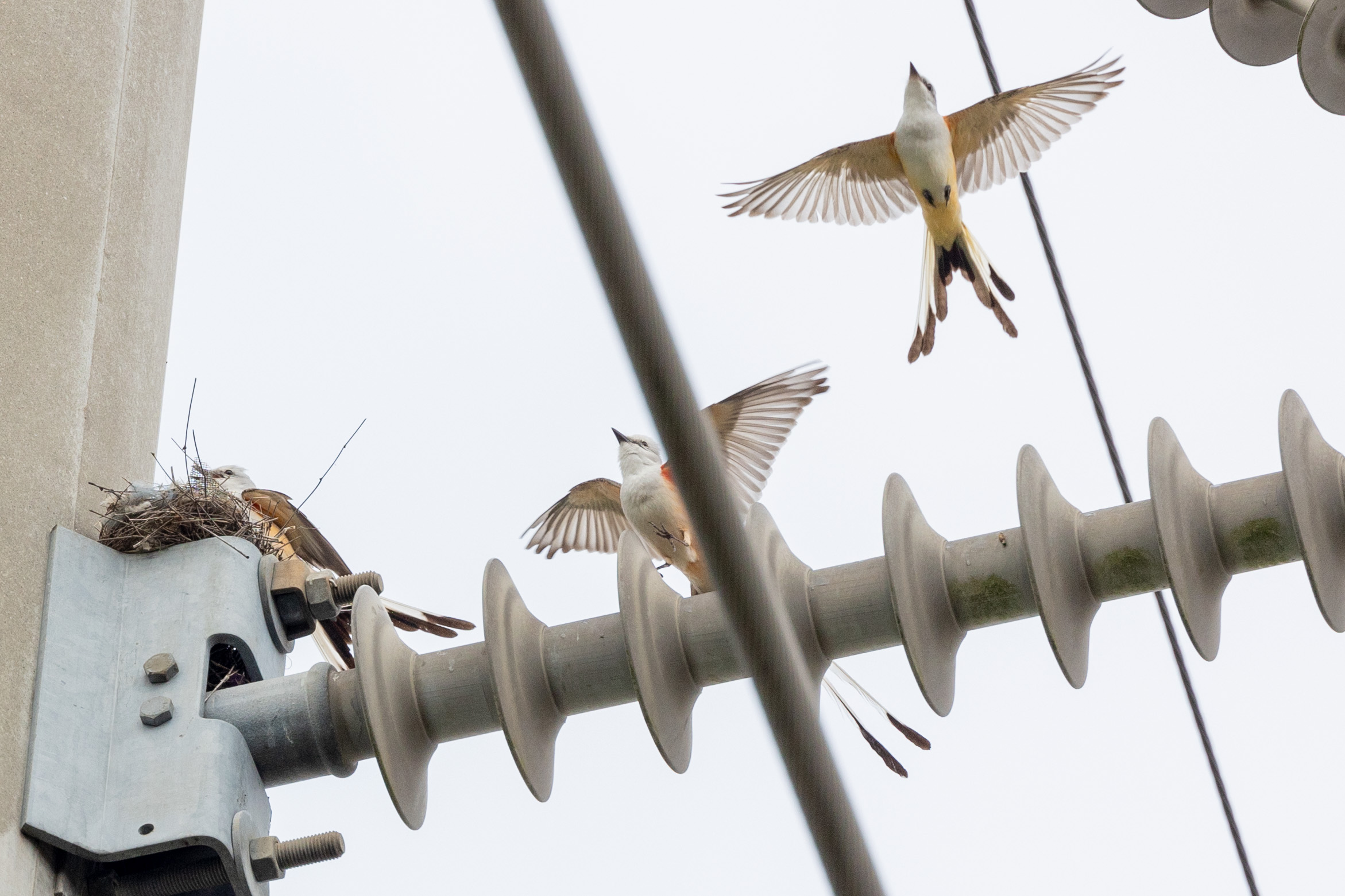 Nesting scissor-tailed flycatchers