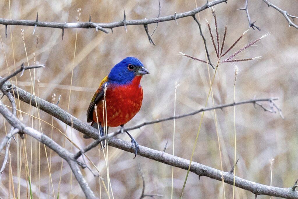 frontside of male painted bunting
