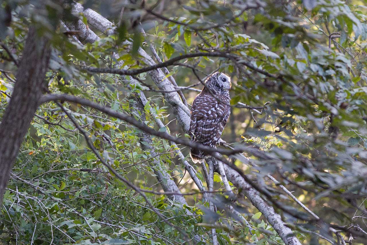 barred owl on branches