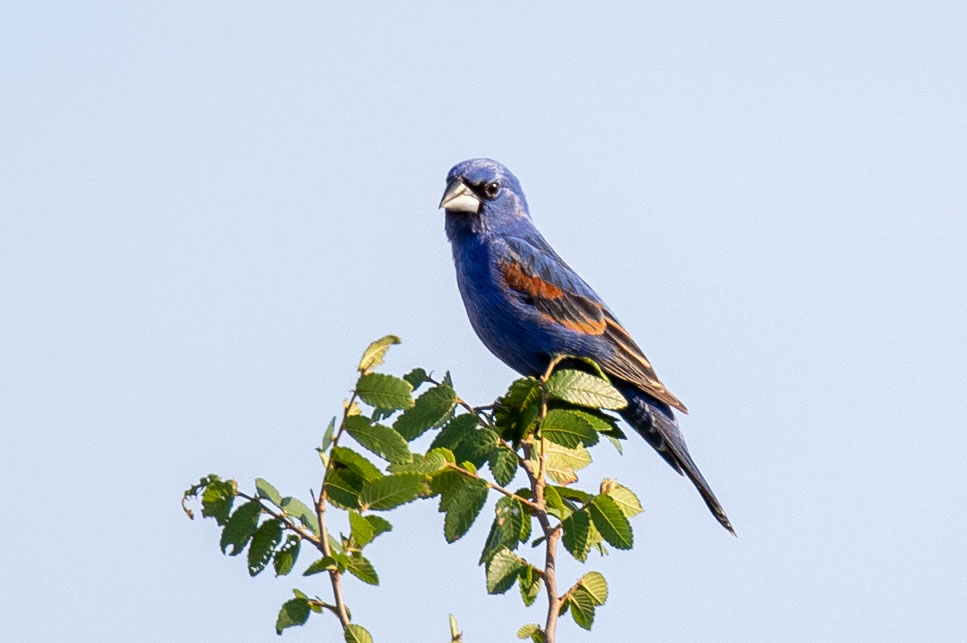 male blue grosbeak on top of tree in boerne texas cibolo nature center