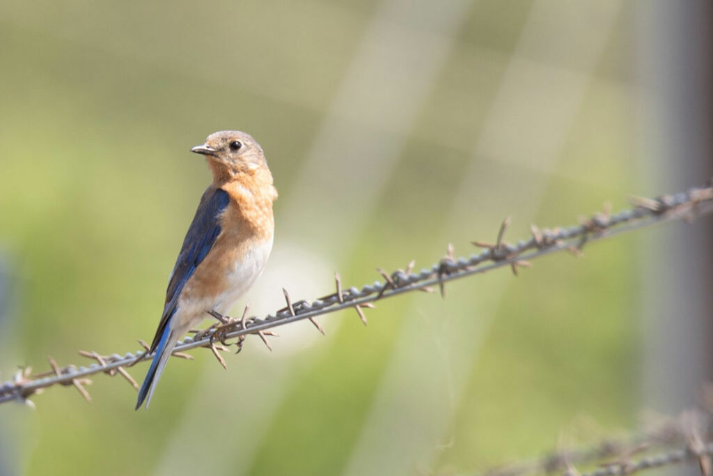 eastern bluebird on barbed wire boerne texas cibolo nature center