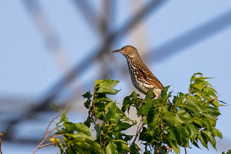 long-billed thrasher on top of tree