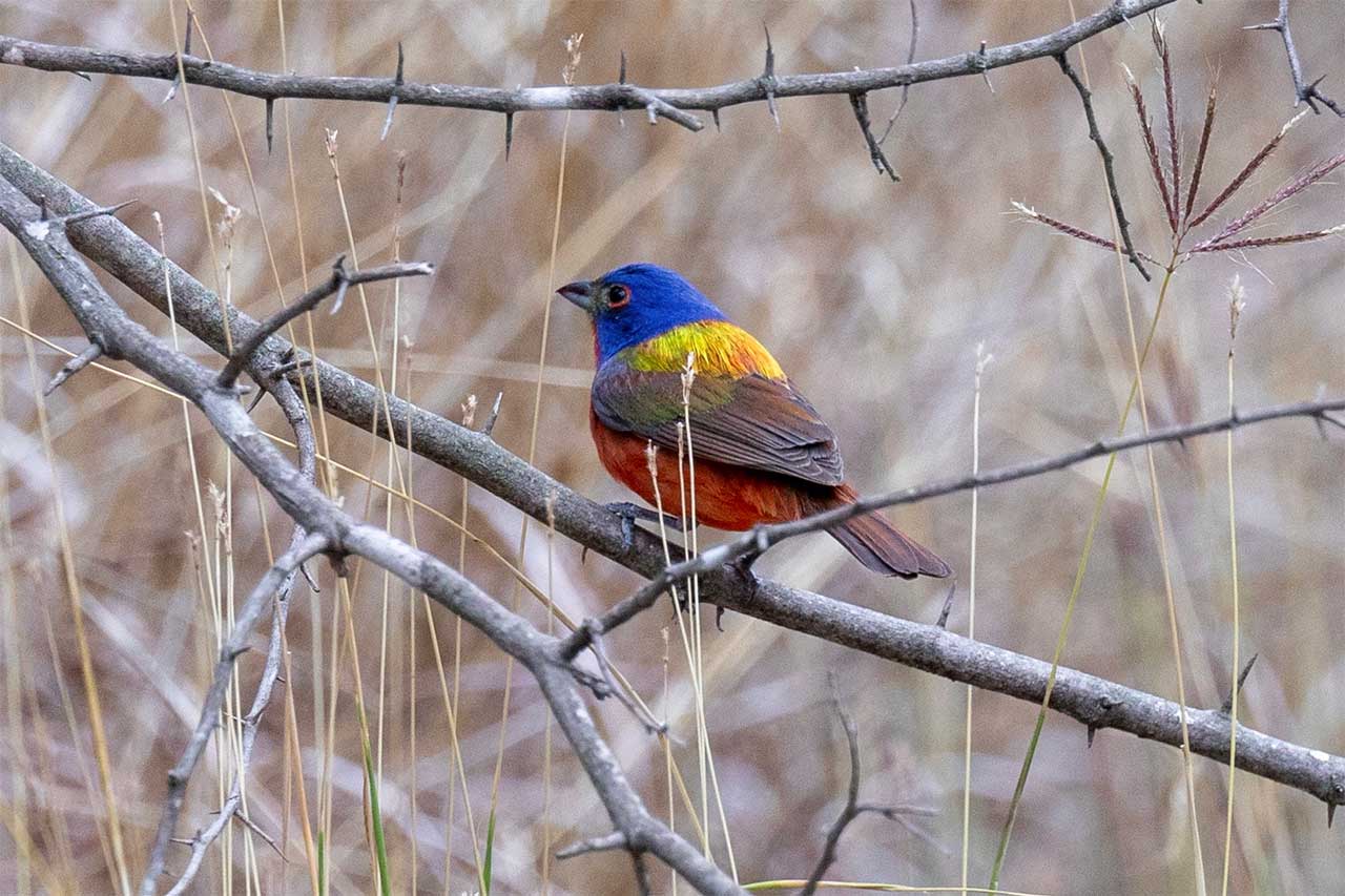 backside of male painted bunting