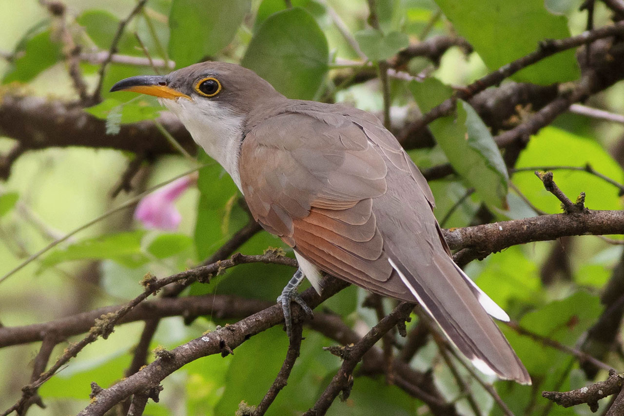 yellow billed cuckoo on branch