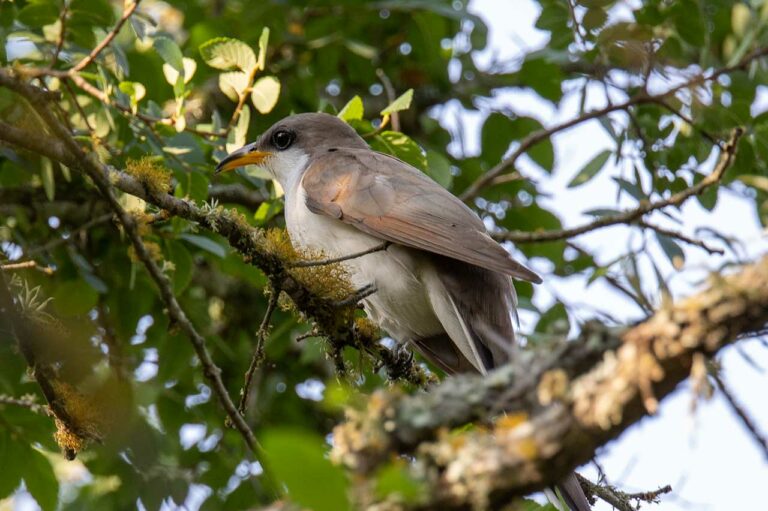 yellow-billed cuckoo in tree