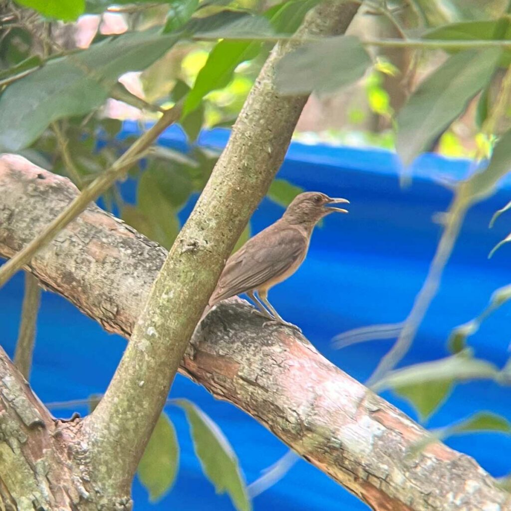 clay-colored thrush