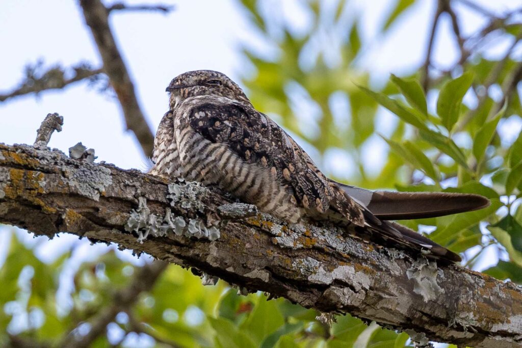 common nighthawk on branch