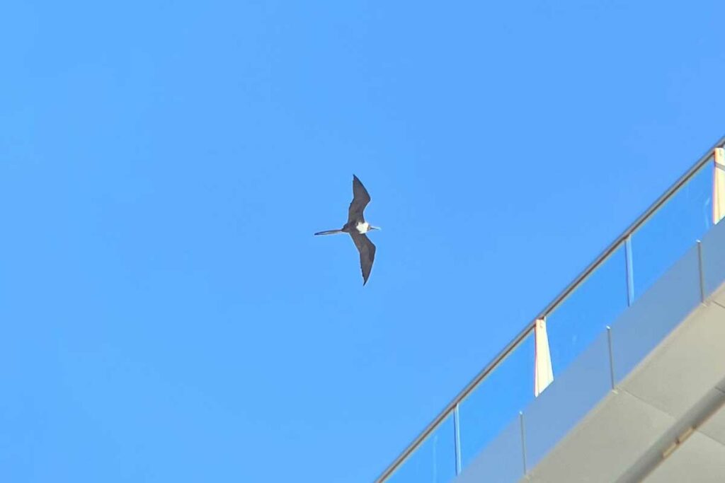 soaring magnificent frigatebird