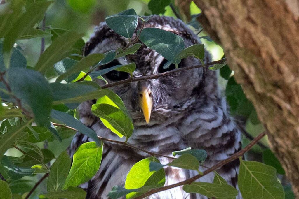 barred owl peering through branches