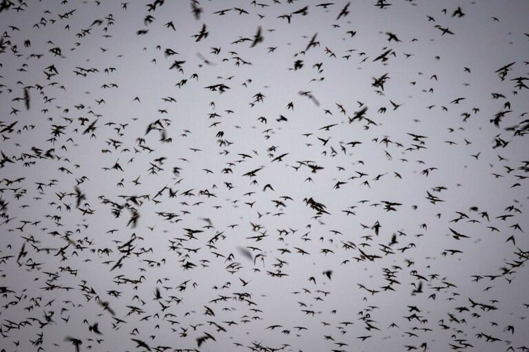 purple martins swarming in the sky in austin texas