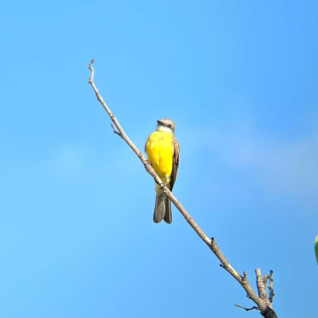 tropical kingbird perched on twig