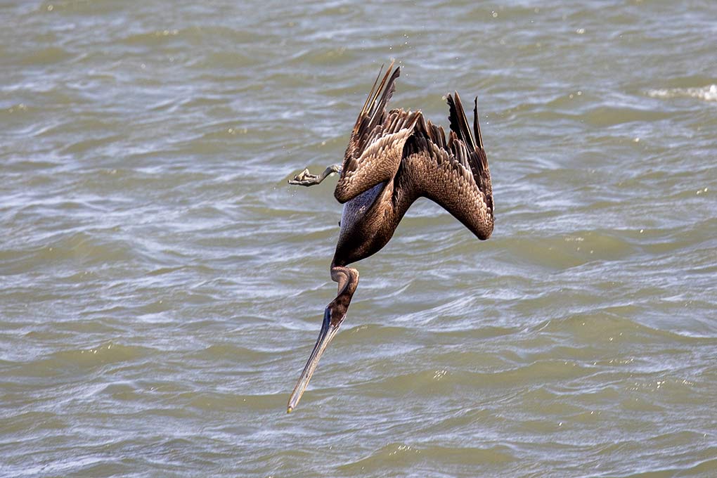 diving brown pelican into marina waters
