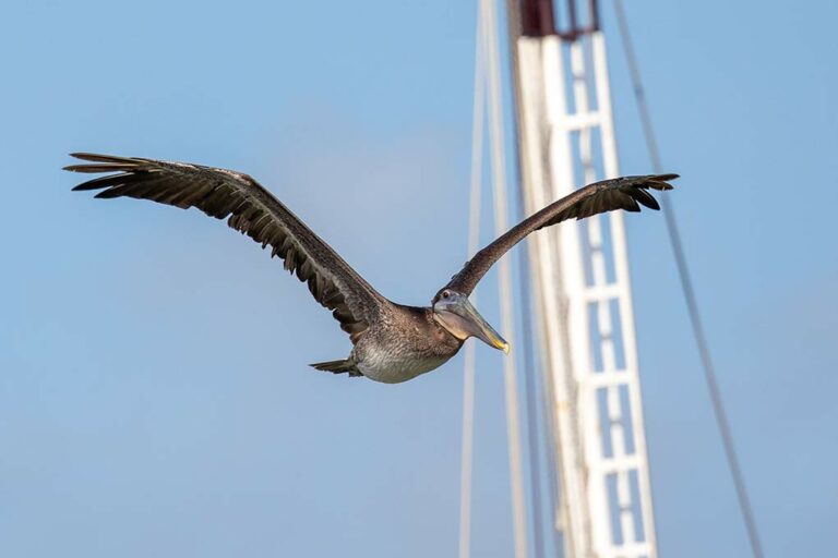 flying brown pelican in marina