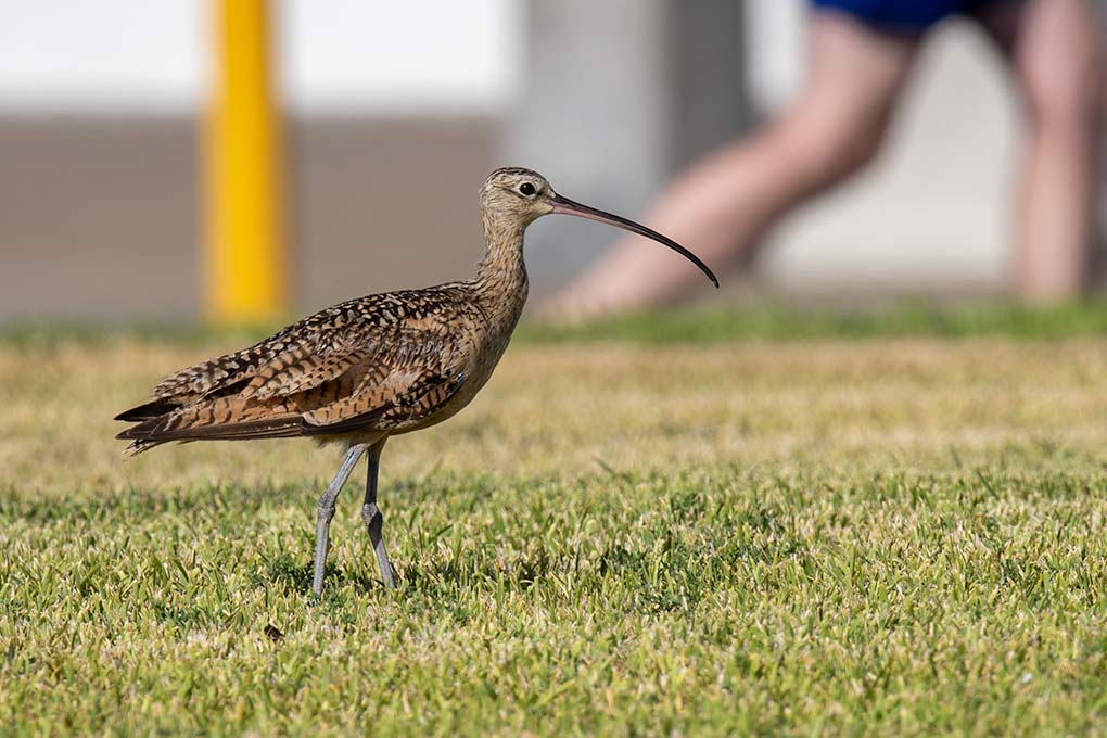 long billed curlew standing in grass foraging for food underground