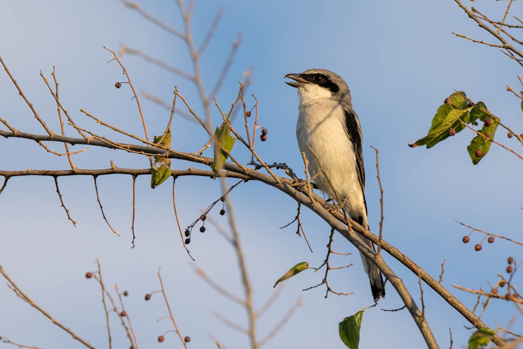 Loggerhead shrike perched on a branch singing
