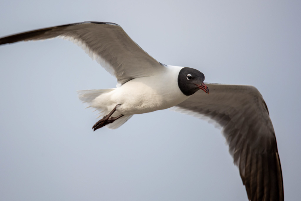 Flying laughing gull