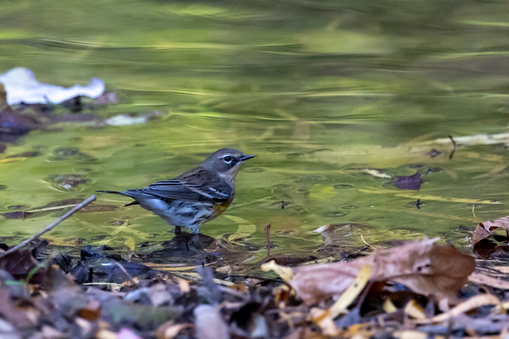 Yellow rumped warbler on the river’s edge