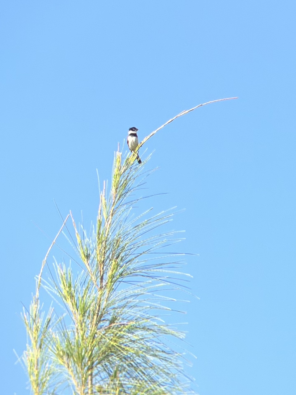 Morelet's Seedeater perched on the bough at the top of the tree