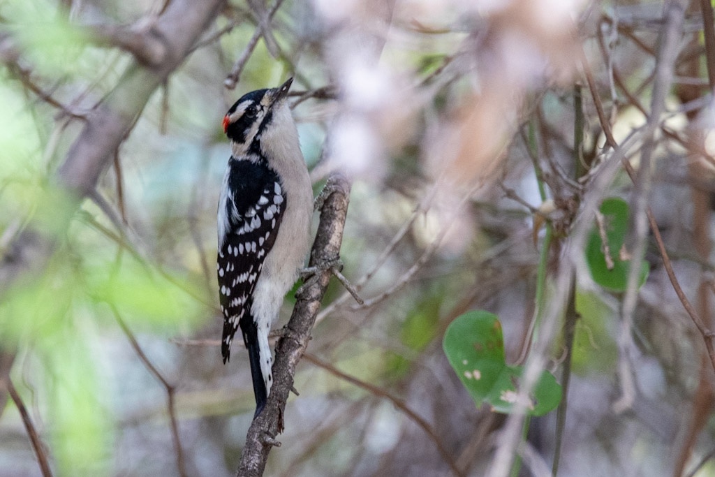 Downy woodpecker clings to a branch 