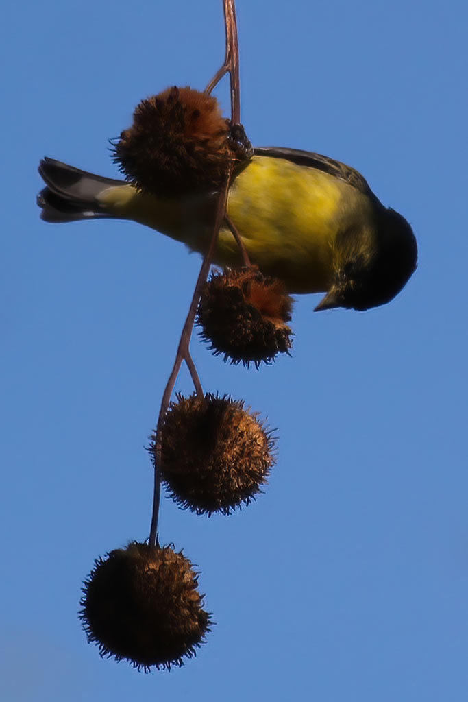 male lesser goldfinch clinging to branch