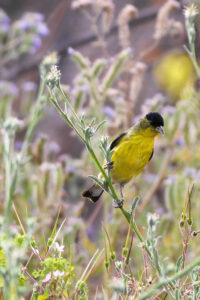 male lesser goldfinch on plant