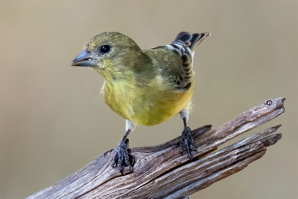 lesser goldfinch on perch