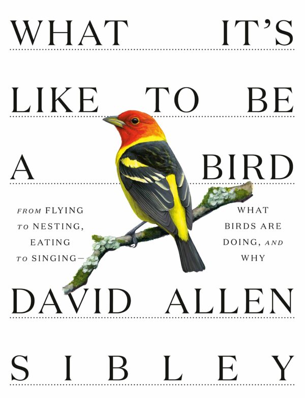 What it’s like to be a bird book