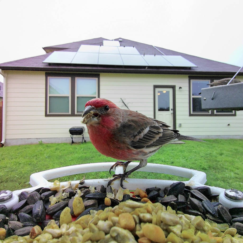 Male house finch at bird buddy feeder