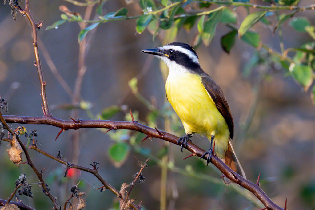 A Great Kiskadee perched on a thorny branch