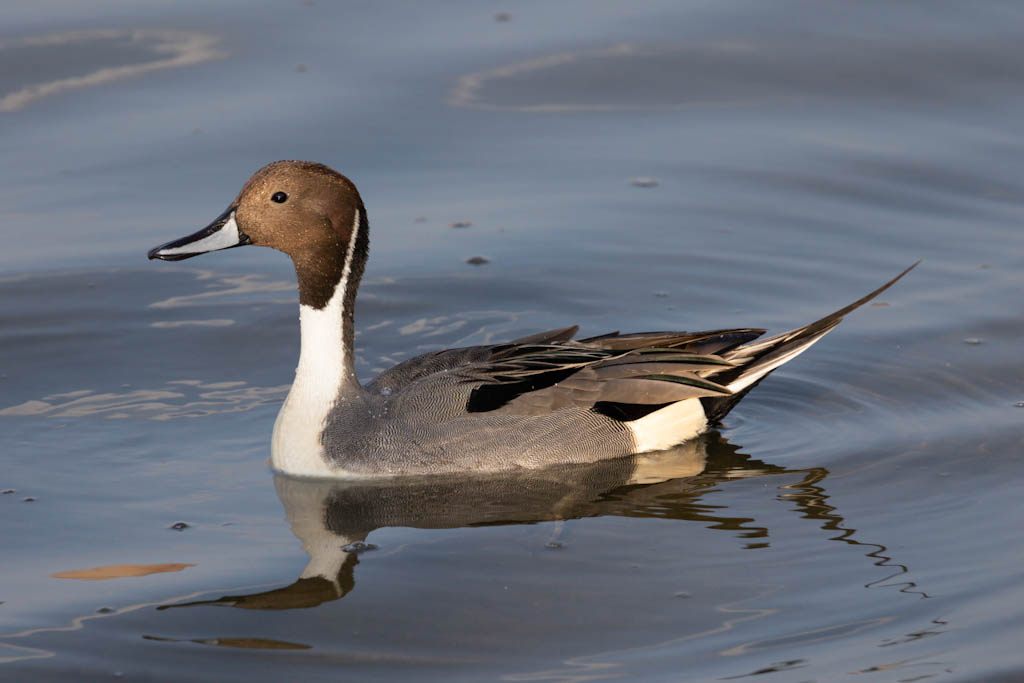 Northern Pintail duck floating on water