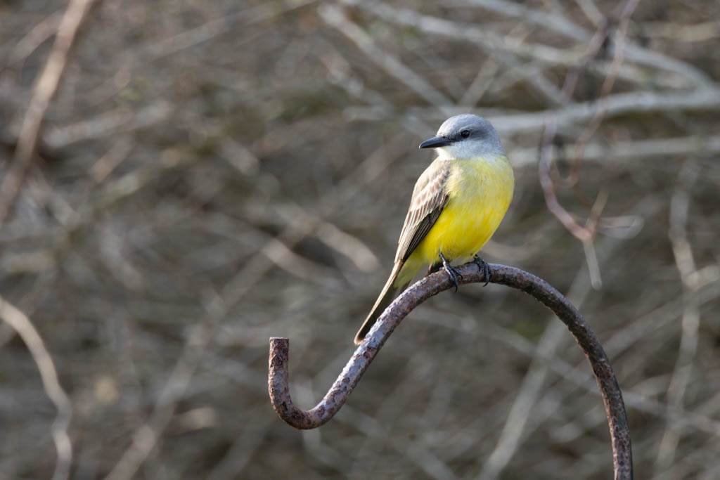 Tropical Kingbird on a perch