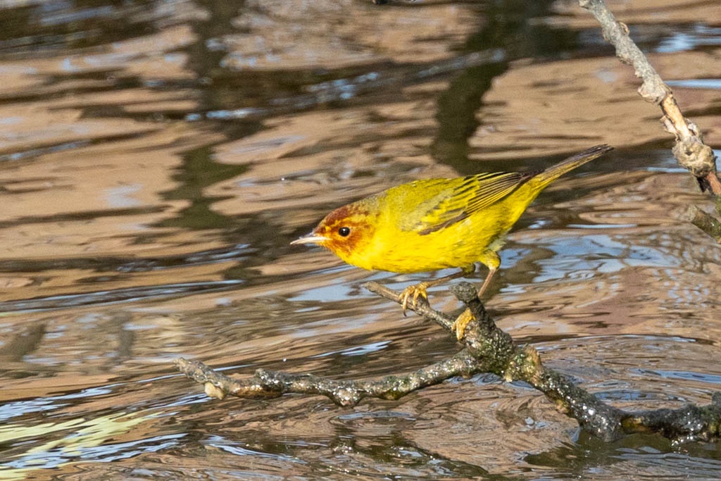 yellow warbler mangrove variant perched on branch above water in south padre island