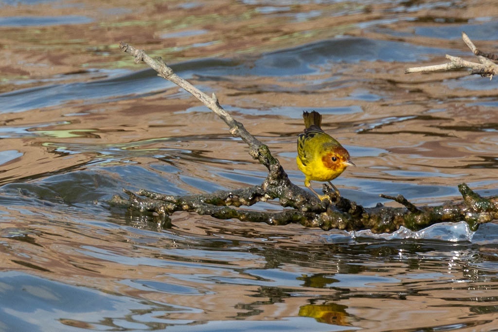 yellow mangrove warbler perched above water