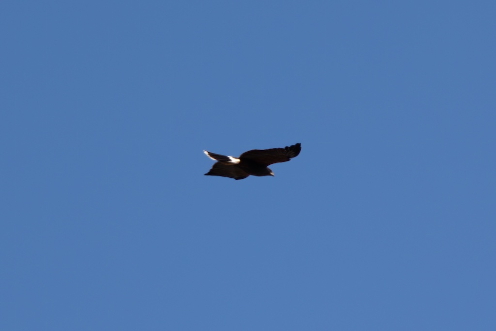 Harris hawk soaring in the sky