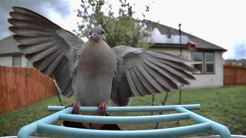 white winged dove wings spread