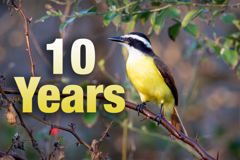 10 years of because birds banner