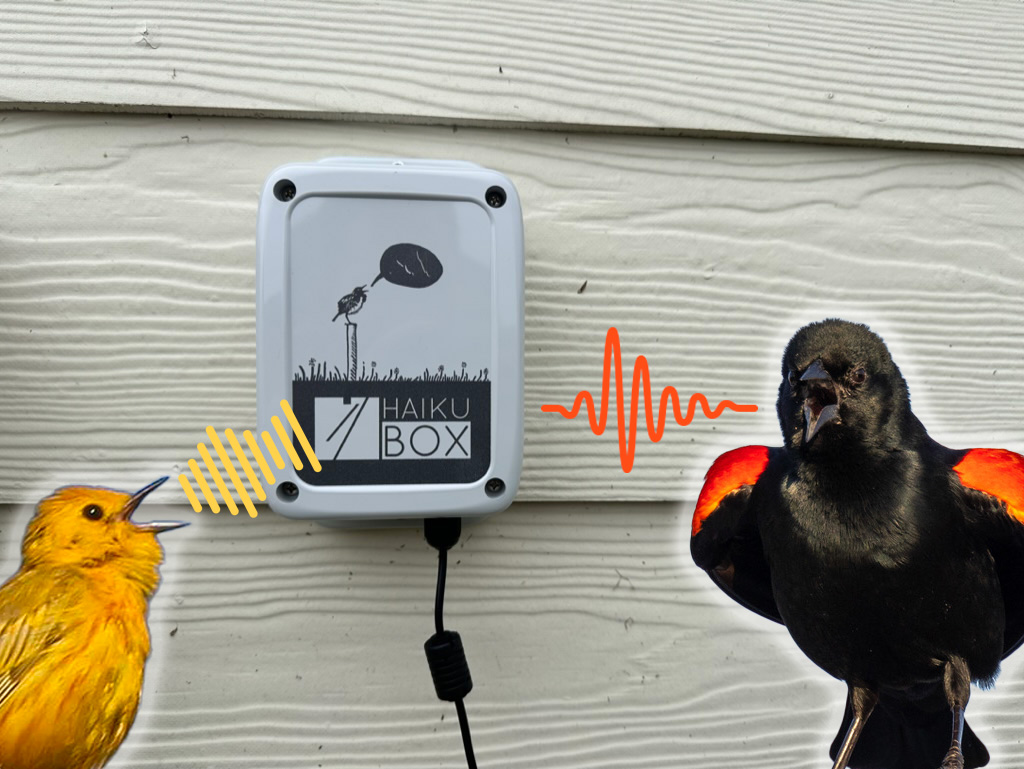Haikubox bird ID station review: Elevate your backyard birdwatching experience