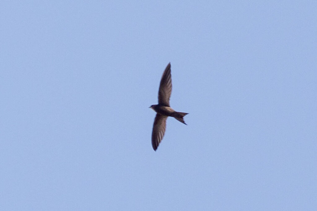 common swift flying