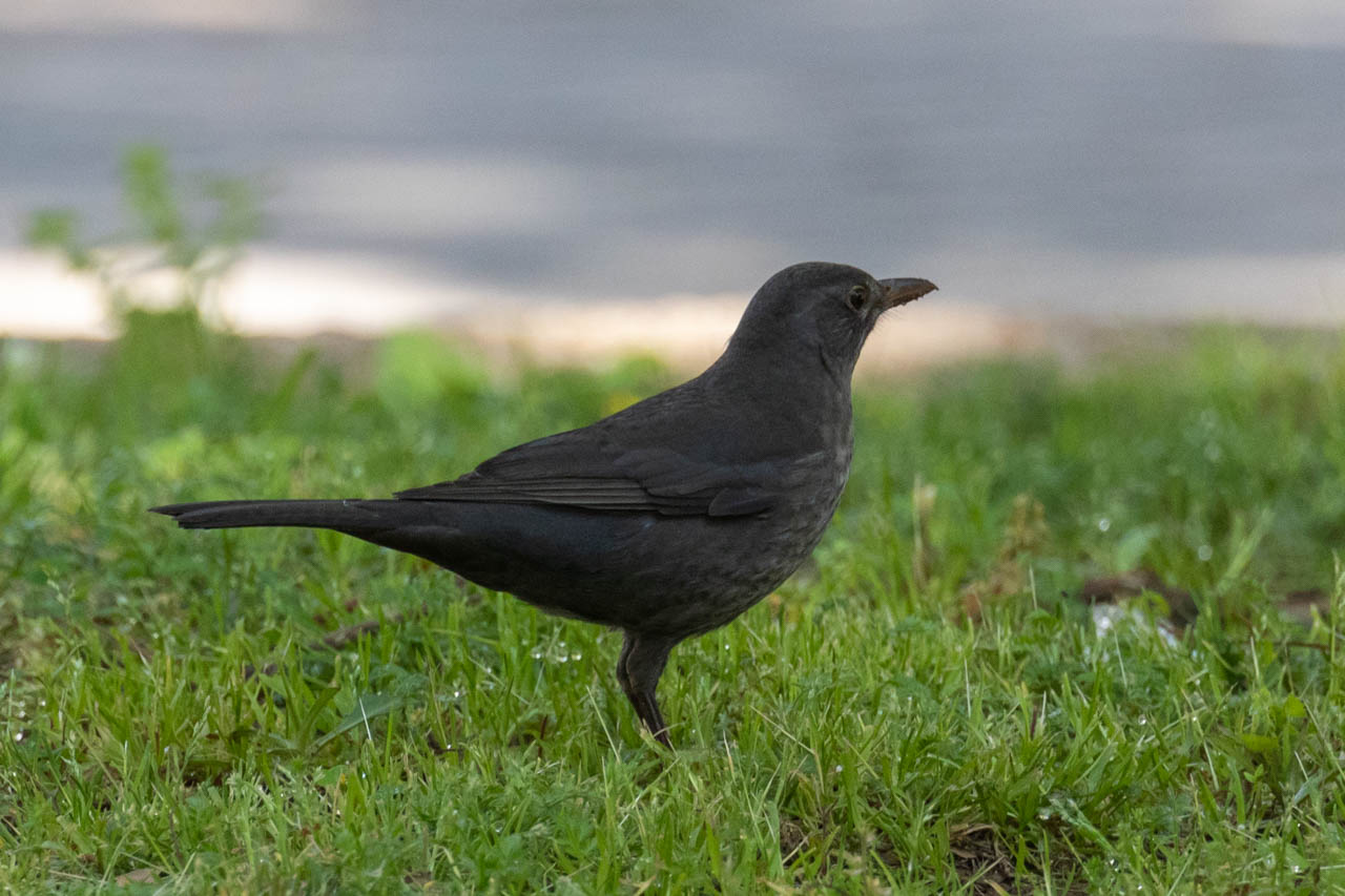 profile of eurasian blackbird in grass