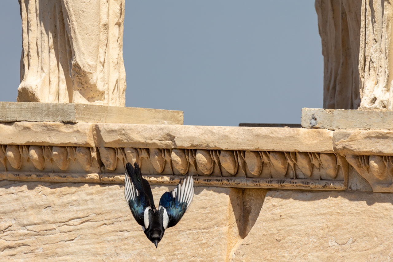 eurasian-magpie-diving-off-The-Caryatids-of-Acropolis