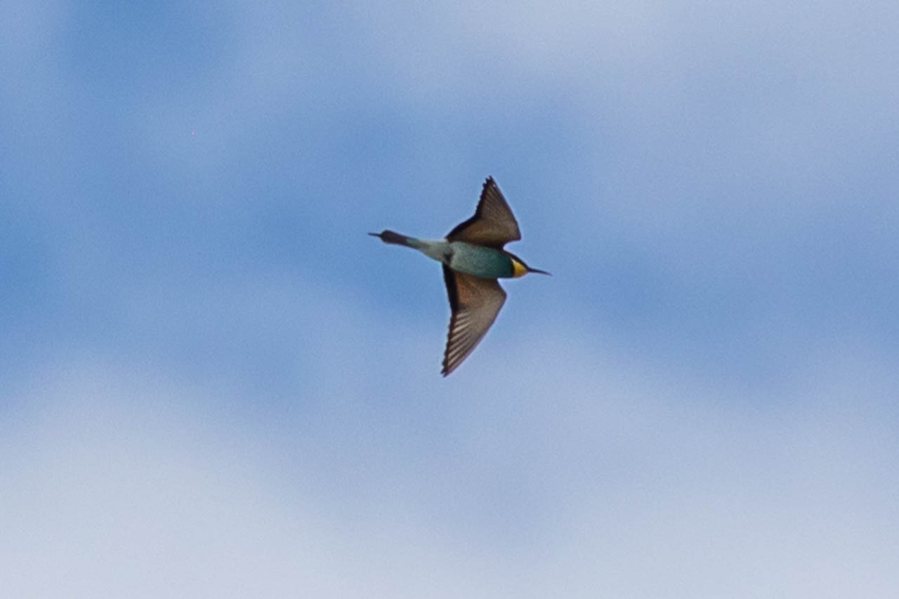 flying European bee-eater