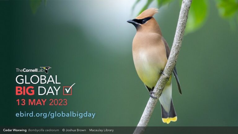 global big day 2023 banner with cedar waxwing