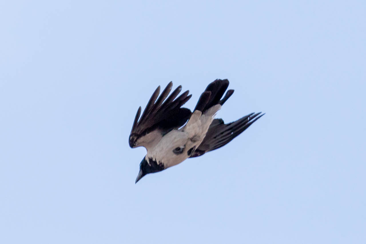 diving hooded crow