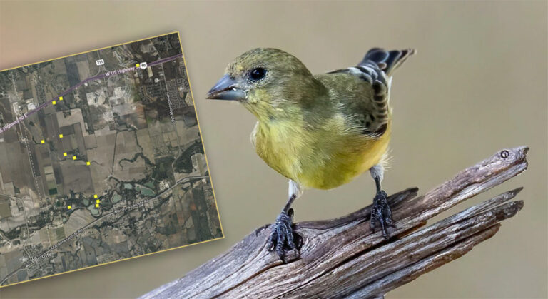 lesser goldfinch and survey sites