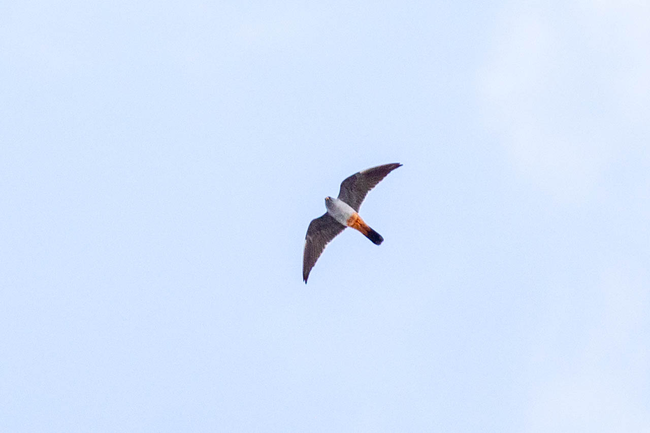 flying red-footed falcon in Santorini sky