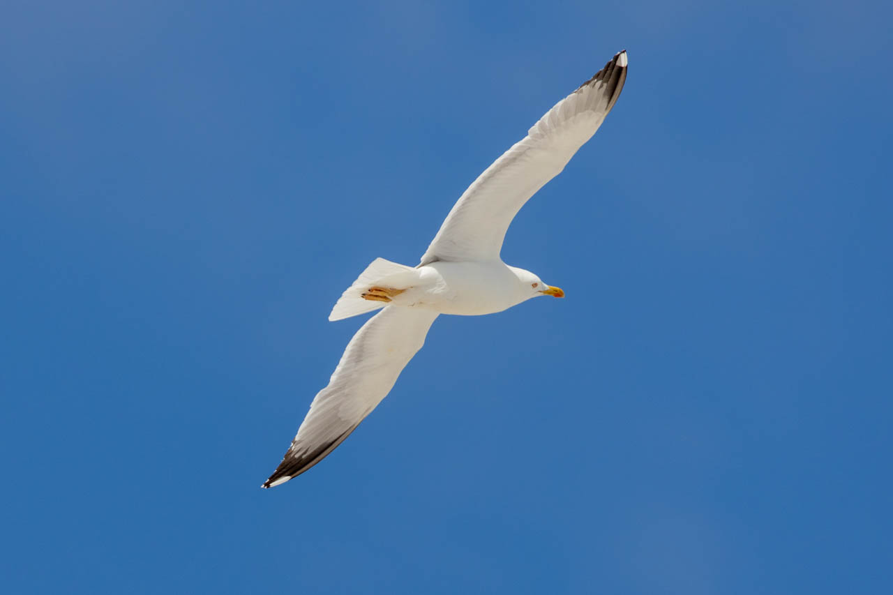 flying yellow-legged Gull