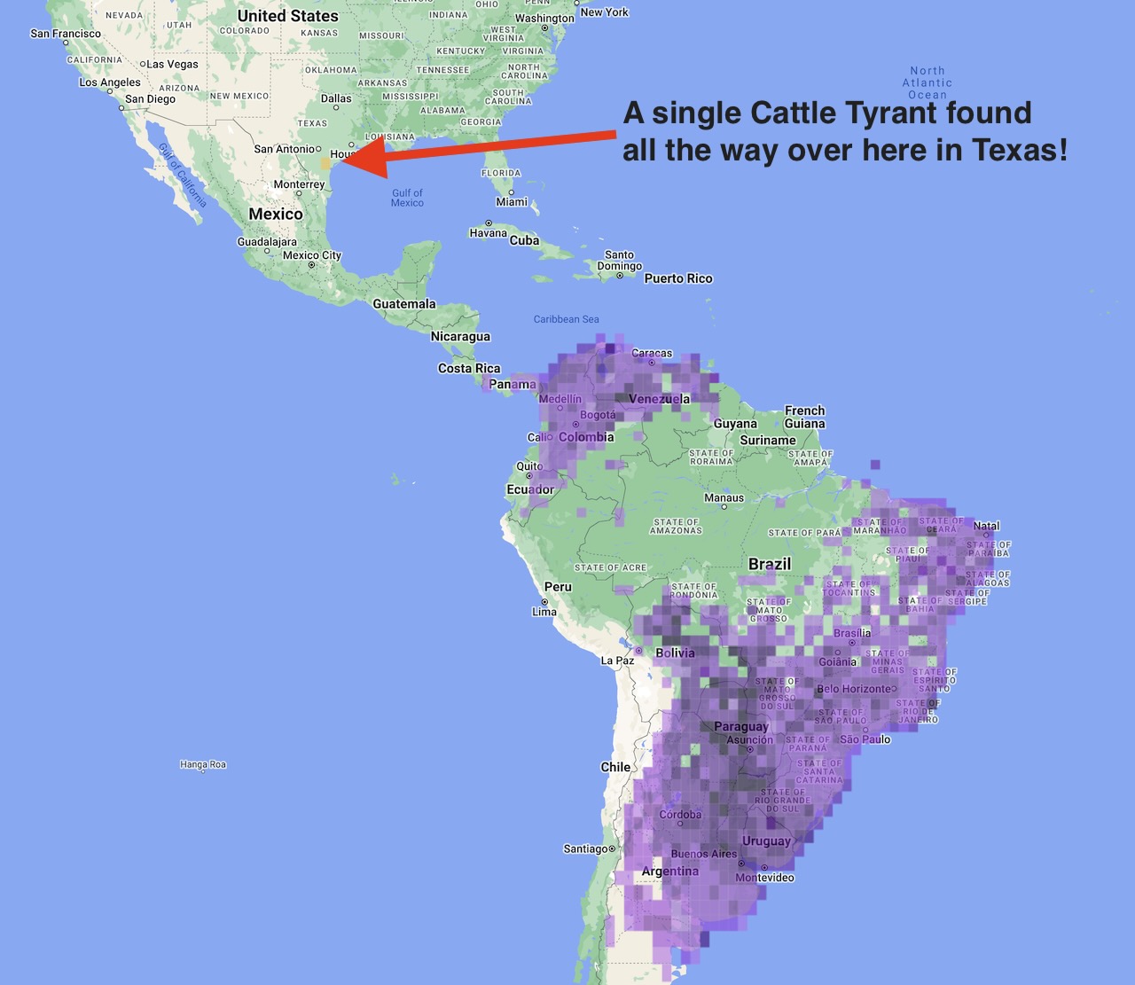 Map showing cattle tyrant range and where the single vagrant bird was spotteed