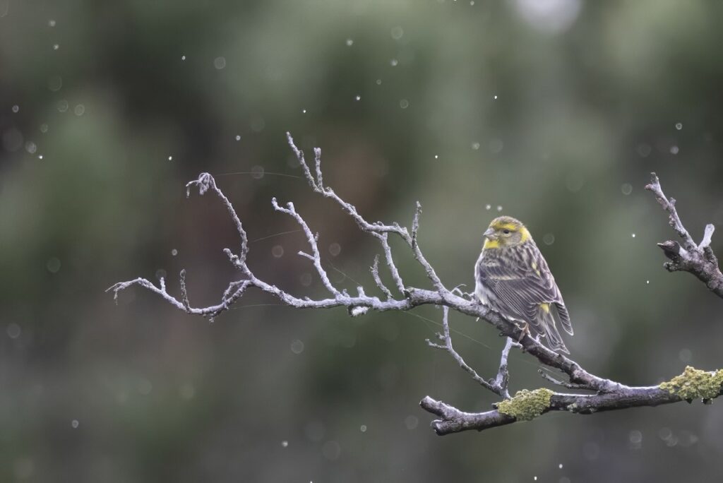 european serin perched on branch in portugal along coast